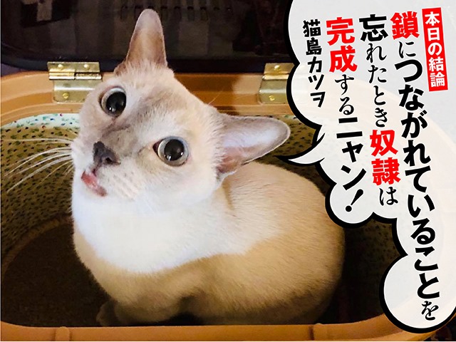 猫島カツヲ