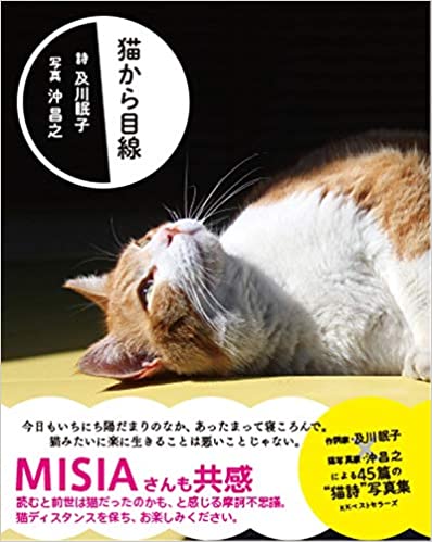 猫から目線