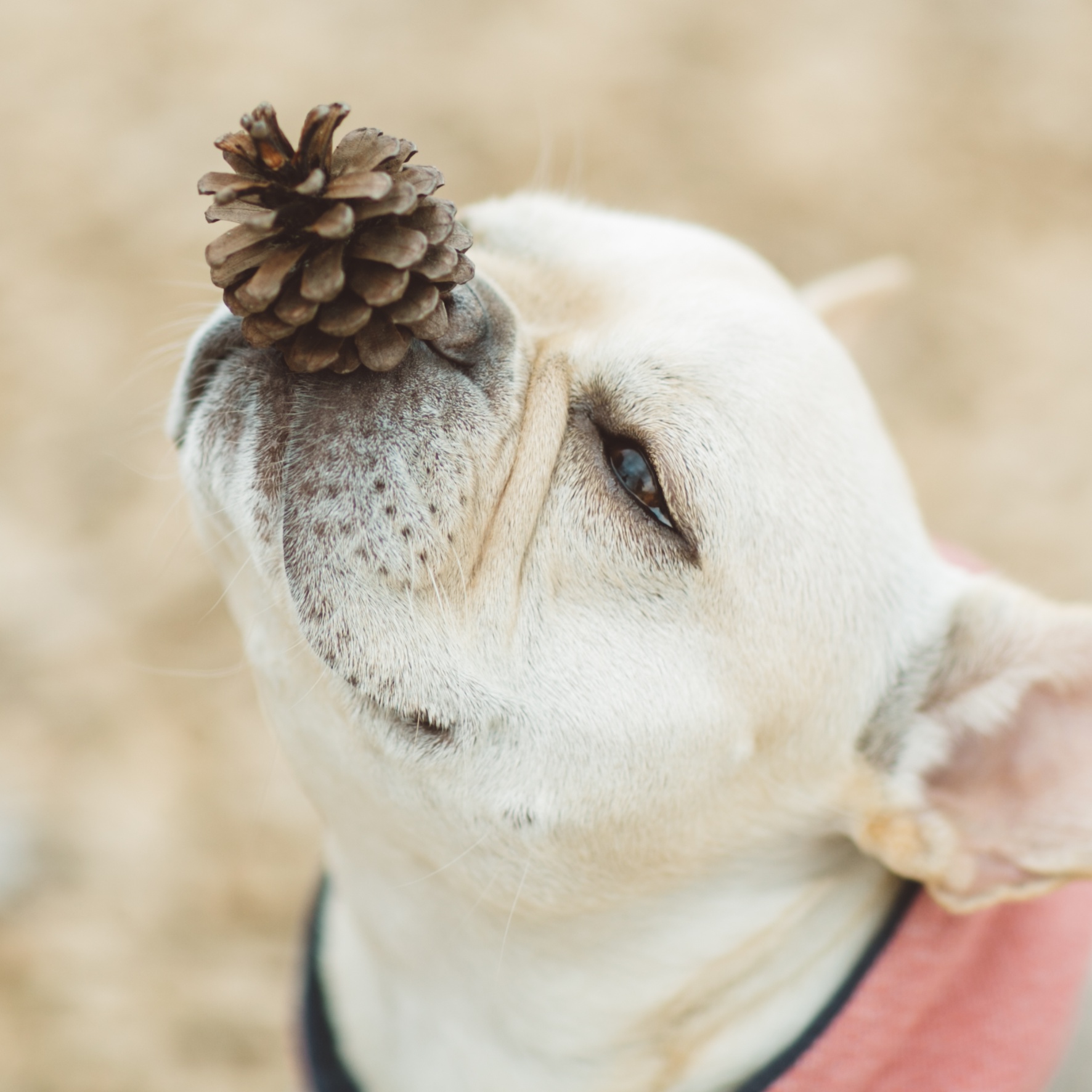 拝啓　犬と暮らそうと決意したあなたへ<br />byフレンチブルドッグ専門誌「BUHI」編集長