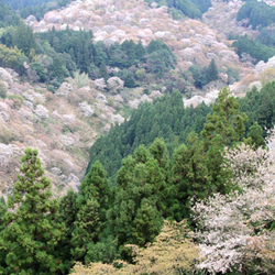 実は祖先を祀り疫病を防ぐ行事だった〝お花見〟<br />――４月の行事を学び直す