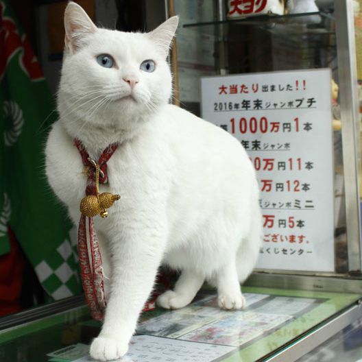 猫のかわいい表情を撮るにはどうすればいい？