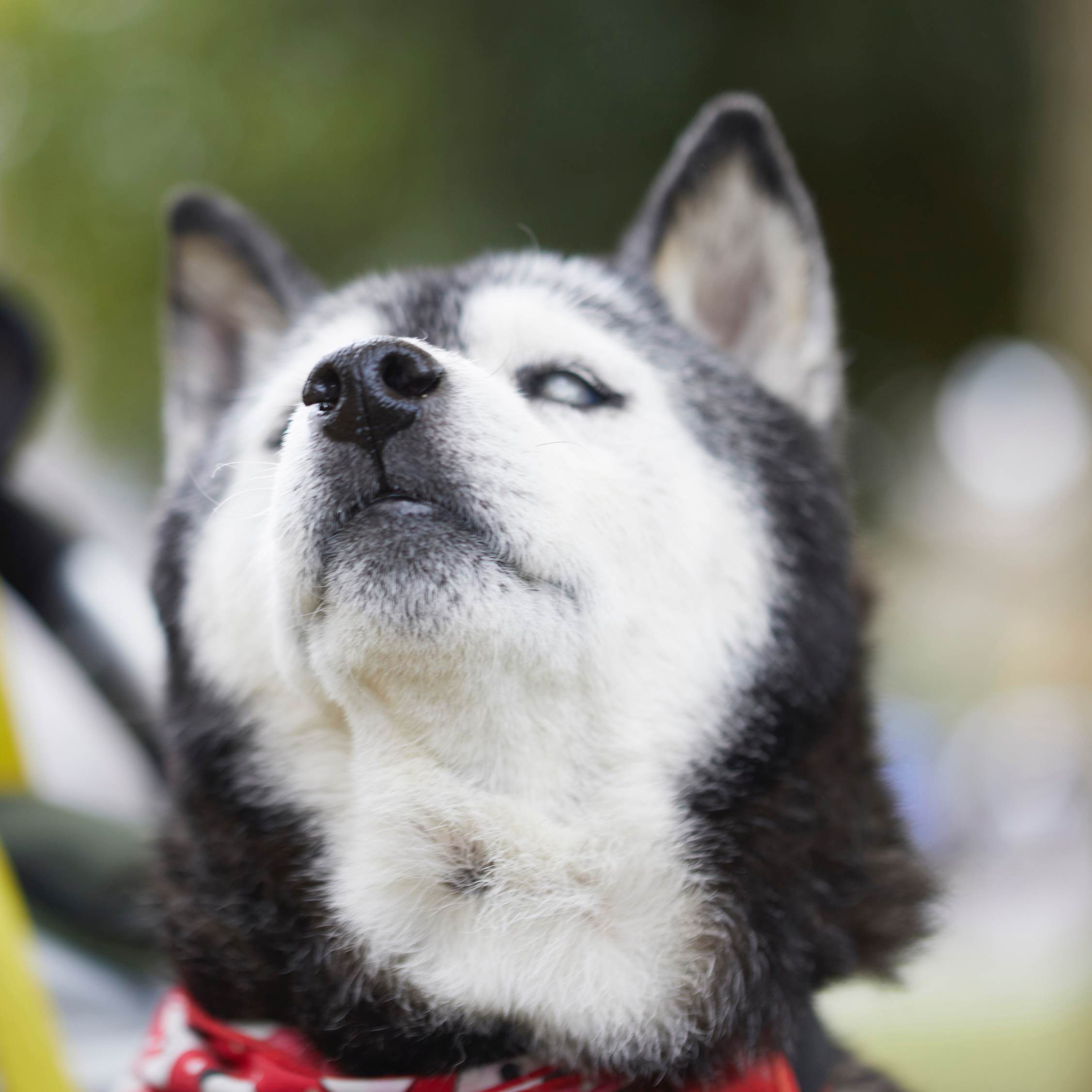 柴犬のシニアライフを考える～『ワンコット』の介護・老犬ケア～