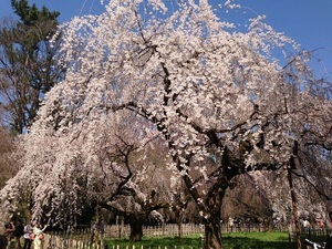 京都、10の桜！春の喜びを分かち合う