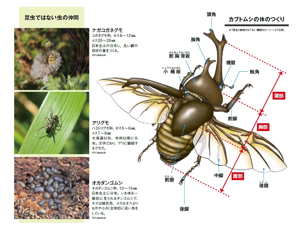 「虫」イコール「昆虫」ではない？昆虫の基本を知ろう！【自由研究のヒント②】