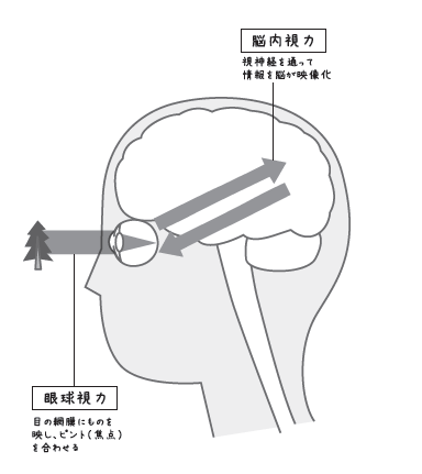 眼球を右に動かす部分は足し算を、左は引き算を担当している？<br /><br />