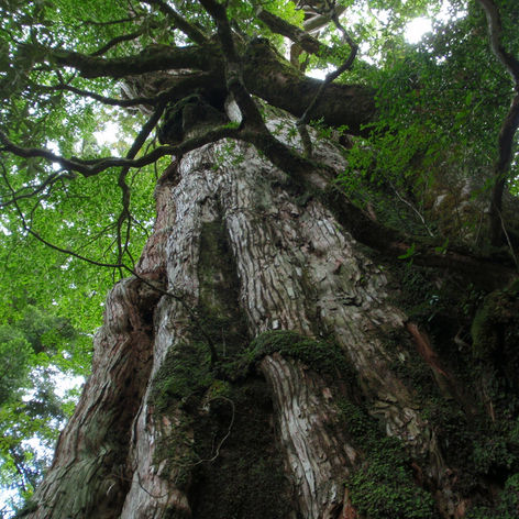 花粉症の原因として嫌われている「杉」の意外な活用法