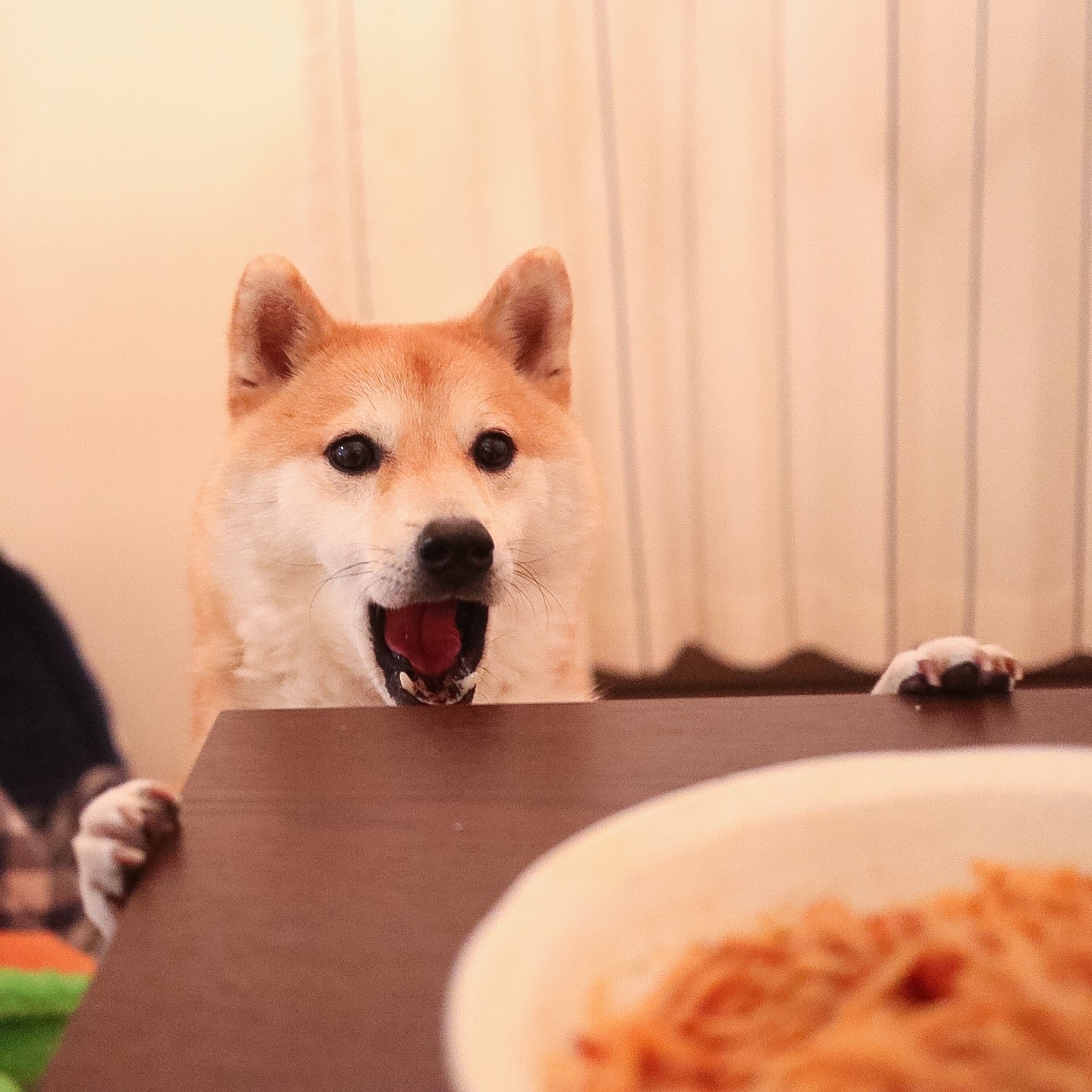 人気沸騰の柴犬「だいふく」の飼い主が語る「飼ってよかったこと」にほっこり