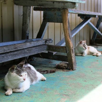 「猫の島」に「ウサギの島」!? 動物とふれあえる島をめぐる