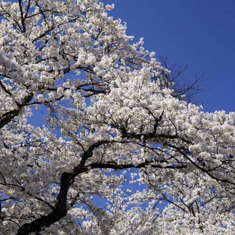 会社の花見は仕事のうちか