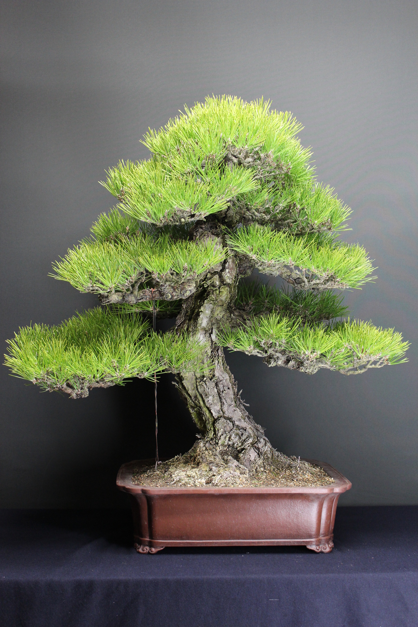 10年間で輸出量はなんと10倍！「盆栽＝ＢＯＮＳＡＩ」!