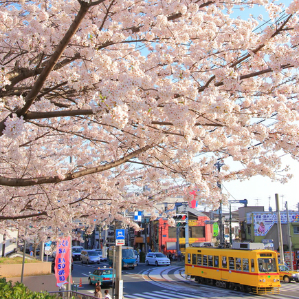 奈良時代の「花見」は、桜ではなく●●を見ていた