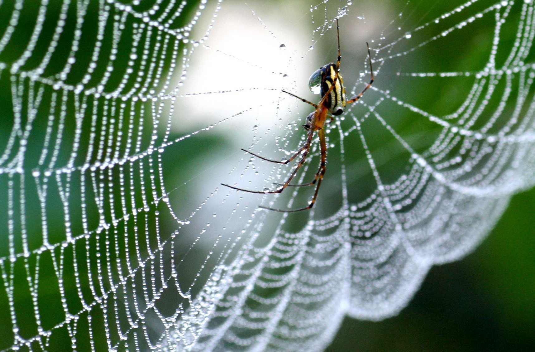 リアルスパイダーマンが実現！？　世界中から注目を集める最強繊維、人工クモ糸化の技術！！