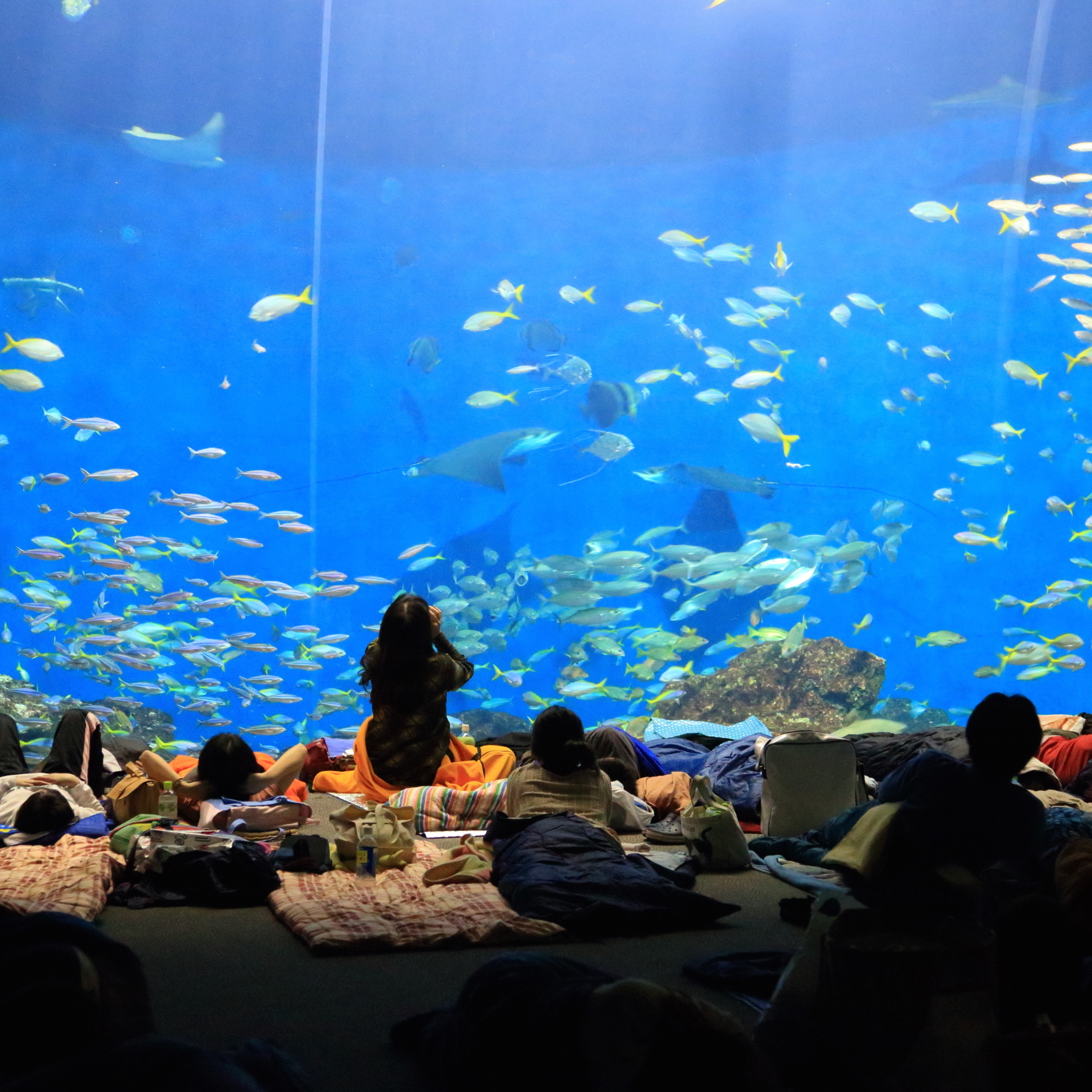 お泊まり＆夜の水族館を満喫！<br />鴨川シーワールド・ナイトツアー