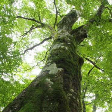 人間の知識は不完全であり、天地自然の法則「道」TAOを認識することが明である