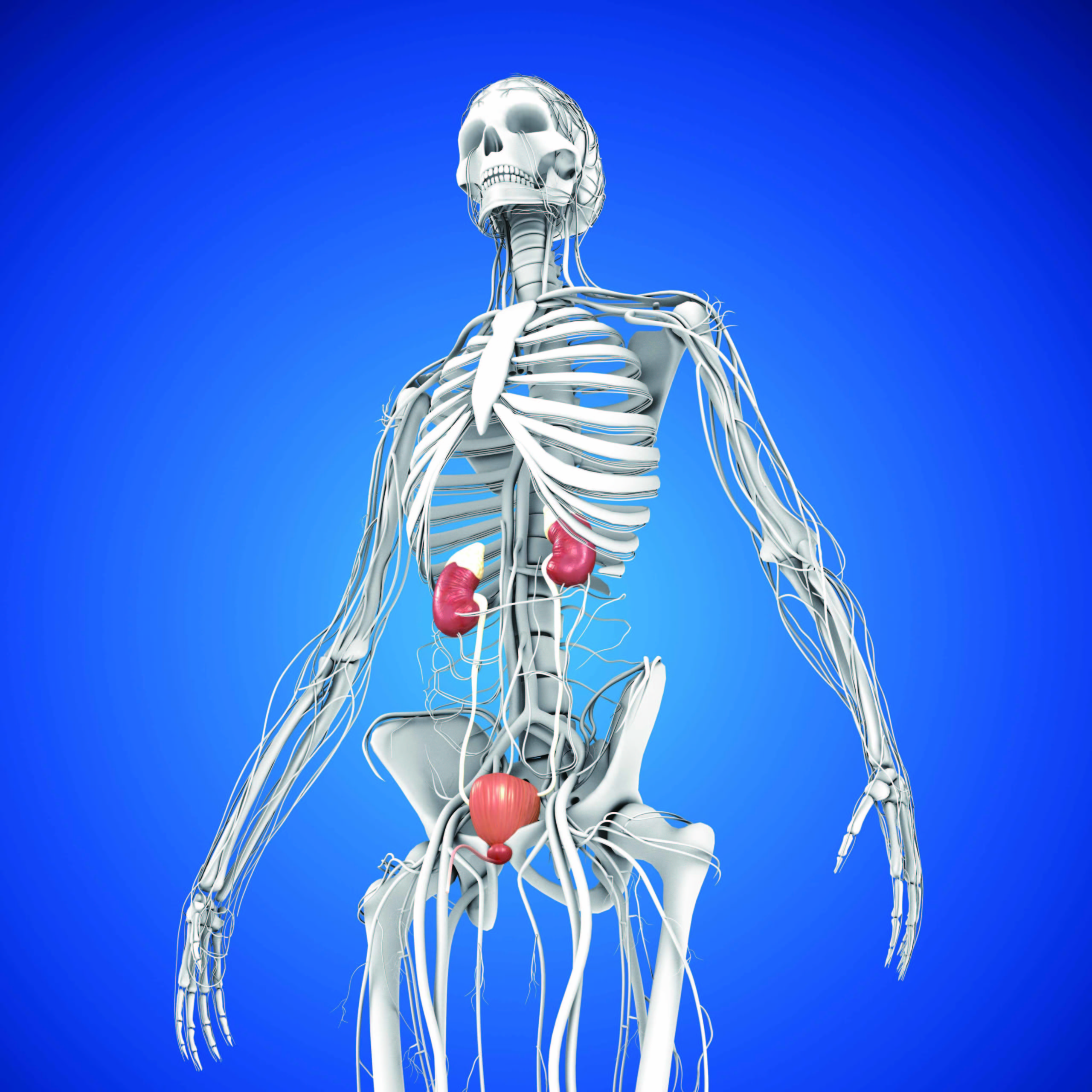 日本の成人の8人に1人が慢性腎臓病！　腎臓が悪くなるとどうなるの？