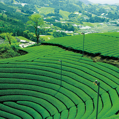 【日本遺産】芳醇な香りに酔う 日本茶800年の聖地へ