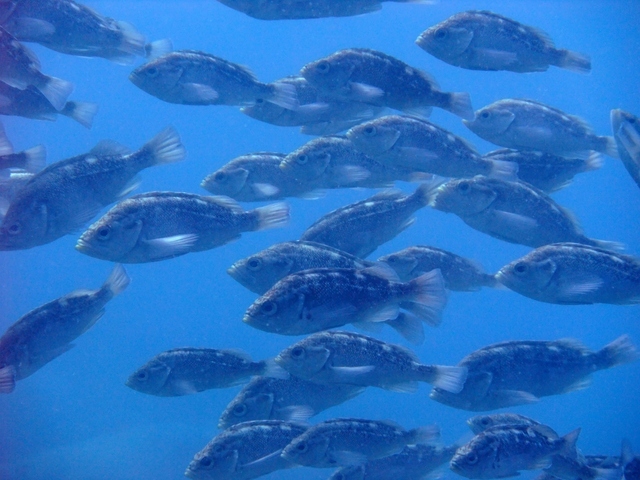いつも食べてる 魚 のことどれだけ知ってますか 例えば 天然魚と養殖魚を見分ける方法 Best Times ベストタイムズ いつも食べてる 魚 のことどれだけ知ってますか 例えば 天然魚と養殖魚を見分ける方法 Best Times ベストタイムズ