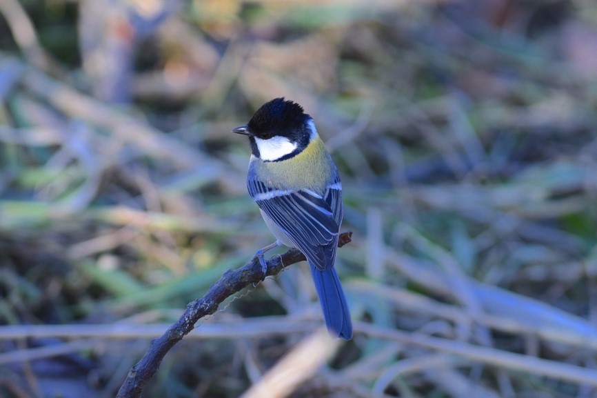 カラスだ ひっこめ 鳥も言葉を持っている Best Times ベストタイムズ