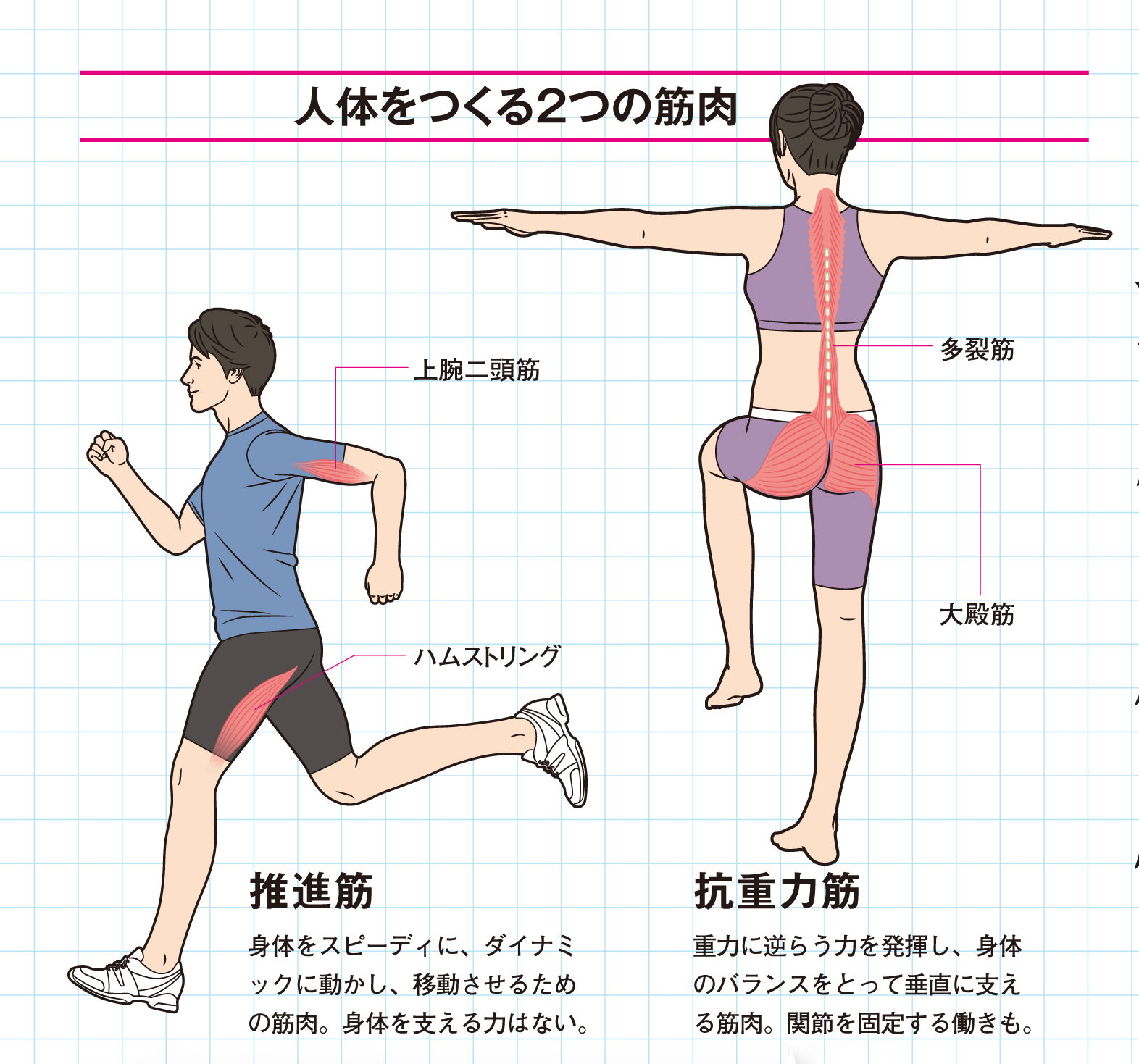 筋 トレ 筋 大殿 ダンベルのみを使用した大円筋の鍛え方をご紹介！【効果的な筋トレ法も解説！】