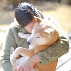 保護柴たちの未来を考える（番外編） ─かわいそうだから、という理由で保護犬を迎えないでほしい─