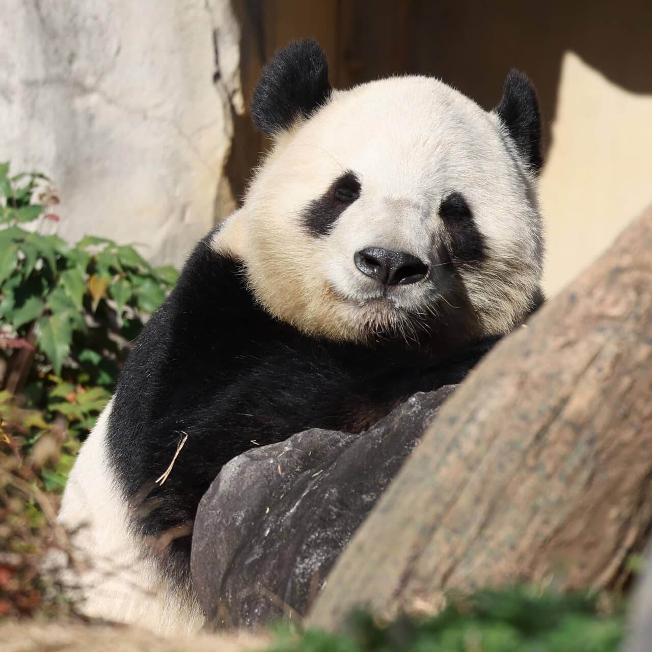 見納め迫るシャオシャオ＆レイレイ、自由観覧の最終日は上野動物園に長蛇の列…