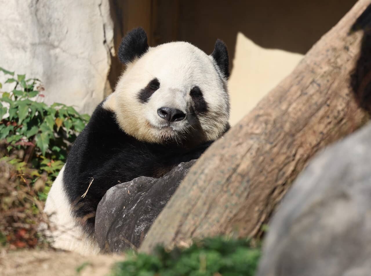 産経ビジュアル,シャオシャオ